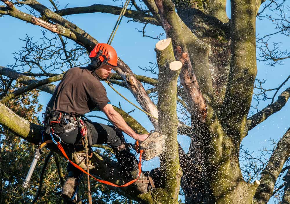 What are the Qualifications Needed to be a Tree Surgeon? Tree Surgeons