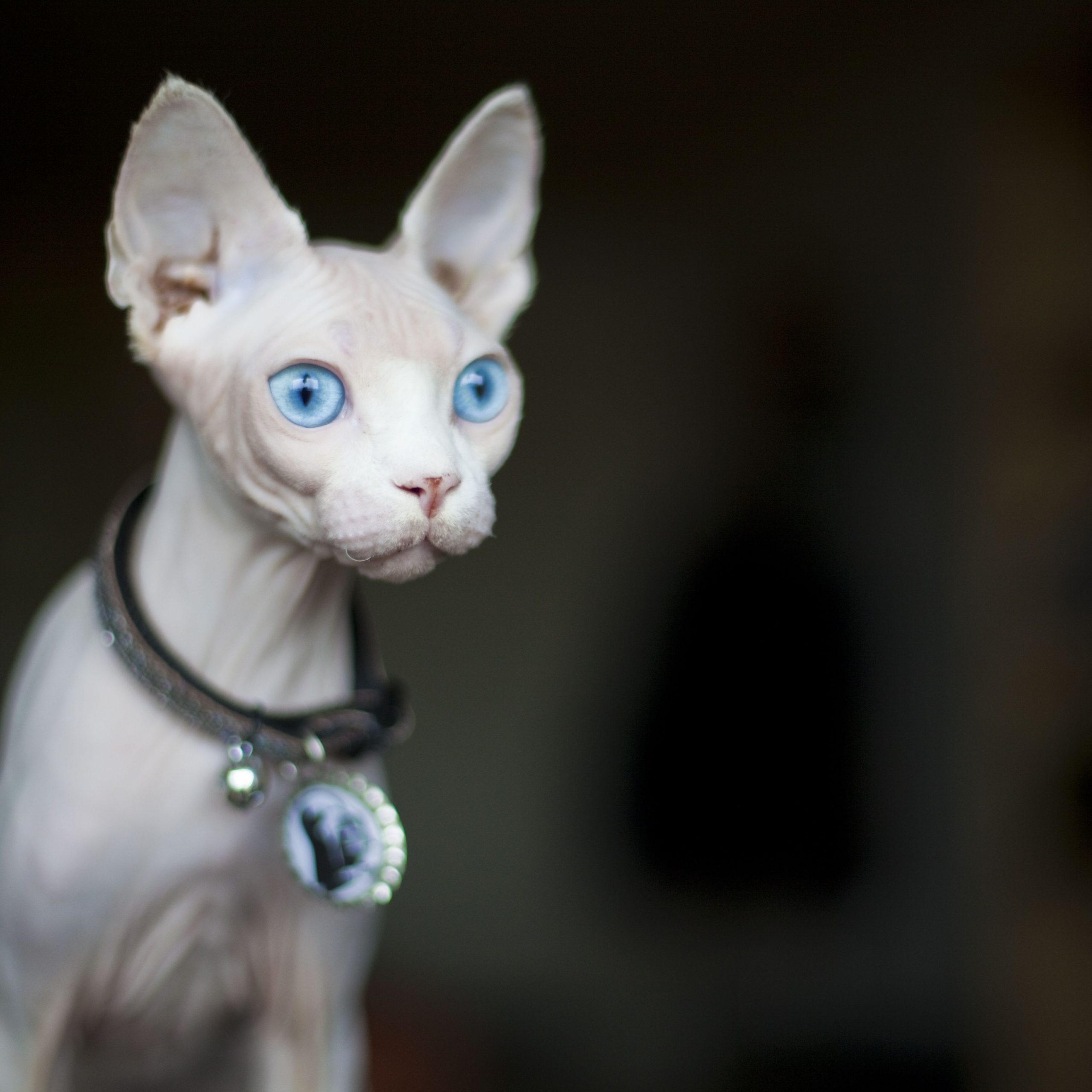How to take care of a sphynx cat