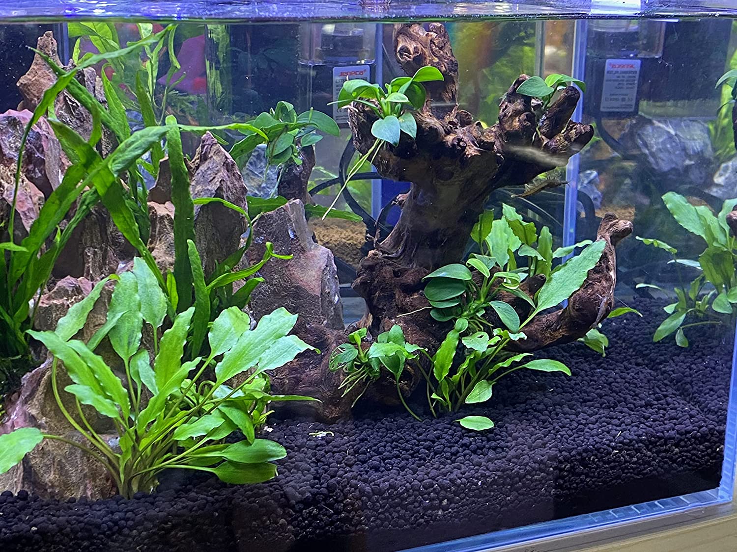 Unlock the Secrets of a Healthy Tank with Aquarium Plant Soil Substrate Aquarium Plant Soil